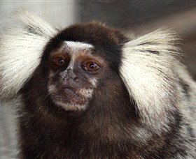 Crocodylus Park - Gold Coast 4