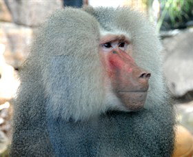 Crocodylus Park - Gold Coast 3