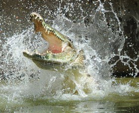 Crocodylus Park - Gold Coast 5