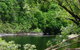 Broadwater, Abergowrie State Forest - thumb 0