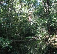 Wabunga Wayemba Charmillan Creek walking track - Gold Coast