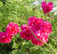 Bishop's Lodge Historic House and Heritage Rose Garden - Tourism Gold Coast