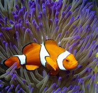 Reef HQ Aquarium - Tourism Gold Coast