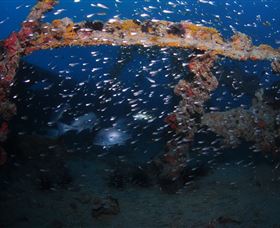 Lady Bowen Dive Site - Tourism Gold Coast 1