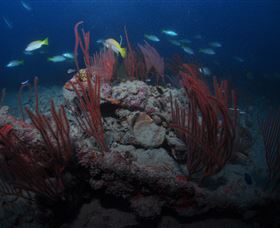 Lady Bowen Dive Site - Tourism Gold Coast 3