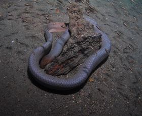 Lady Bowen Dive Site - Tourism Gold Coast 2