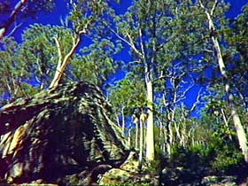 Blackdown Tableland National Park - Tourism Gold Coast 3