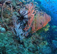 SS Yongala Dive Site - Tourism Gold Coast