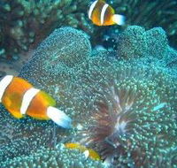 Davies Reef Dive Site - Tourism Gold Coast