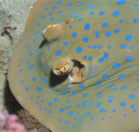 Jorgey's Patch Dive Site - Tourism Gold Coast