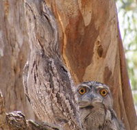 Bird Watching - Tourism Gold Coast