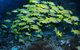 Nursery Bommie Dive Site - thumb 1