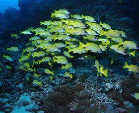 Nursery Bommie Dive Site - Tourism Gold Coast 1