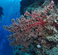 Nursery Bommie Dive Site - Tourism Gold Coast