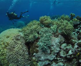 Nursery Bommie Dive Site - Tourism Gold Coast 2