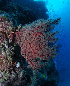 Nursery Bommie Dive Site - Tourism Gold Coast 3