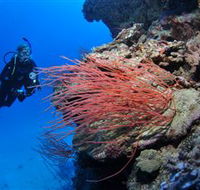 Three Sisters Dive Site - Tourism Gold Coast