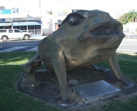 Big Cane Toad - Gold Coast 0