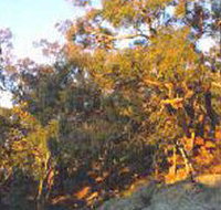 Mount Alexander Regional Park - Tourism Gold Coast