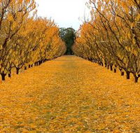 Sun Country on the Murray Farm Gate Trail - Tourism Gold Coast