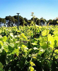 Basalt Wines - Tourism Gold Coast 0