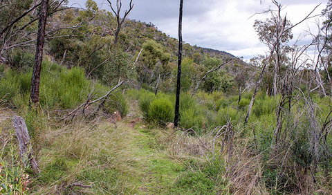Lynchs Loop Trail - Tourism Gold Coast 0