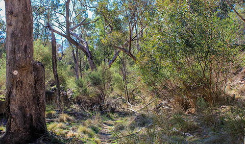 Eualdrie Walking Track - Gold Coast 1