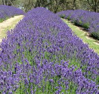 Yuulong Lavender Estate - Tourism Gold Coast
