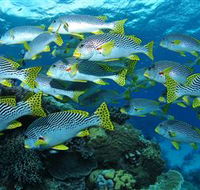 Challenger Bay Dive Site - Tourism Gold Coast