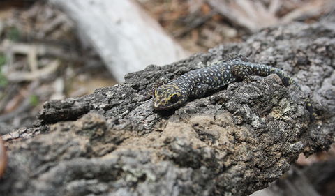 Wagun Picnic Area - Tourism Gold Coast 1