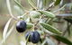 Wollundry Grove Olives - thumb 2