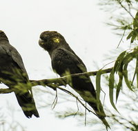Conimbla National Park - Gold Coast