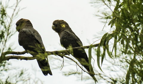 Conimbla National Park - Tourism Gold Coast 0