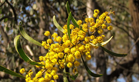 Conimbla National Park - Tourism Gold Coast 2