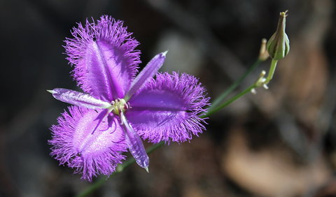 Conimbla National Park - Tourism Gold Coast 3