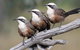 Winton Wetlands Reserve - thumb 1