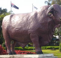 Rockhampton Bull Statues - Tourism Gold Coast
