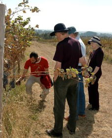 Rosnay Organic Farm And Vineyard - Gold Coast 2