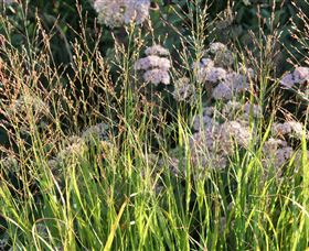 Perennialle Plants Nursery And Garden - Gold Coast 5