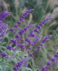 Perennialle Plants Nursery And Garden - Gold Coast 4