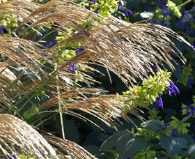 Perennialle Plants Nursery And Garden - Gold Coast 3