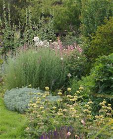 Perennialle Plants Nursery And Garden - Gold Coast 6