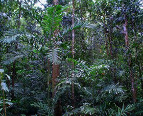 Kutini-Payamu (Iron Range) National Park (CYPAL) - Gold Coast 2
