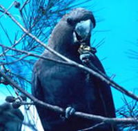 Mount Archer National Park - Tourism Gold Coast