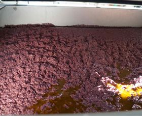 Camilo - Gold Coast 3