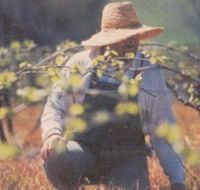 Canobolas Smith Winery - Gold Coast