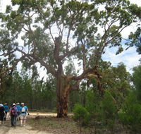 Koorilgur Nature Reserve - Gold Coast