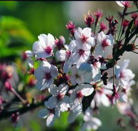 Sakura Avenue - Tourism Gold Coast