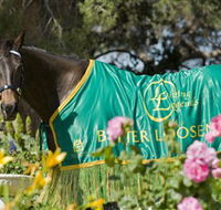 Living Legends The International Home of Rest for Champion Horses - Tourism Gold Coast