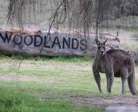 Living Legends: The International Home Of Rest For Champion Horses - Tourism Gold Coast 1